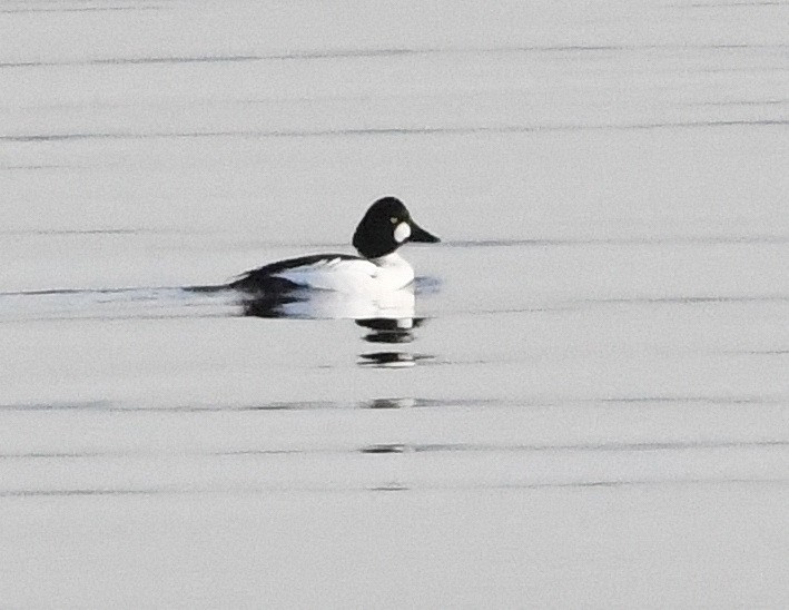 Common Goldeneye - ML615369577