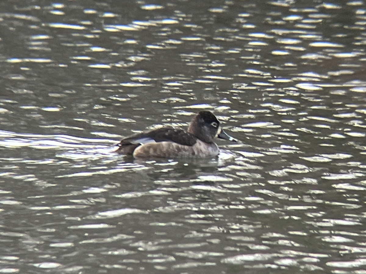 Ring-necked Duck - ML615369578