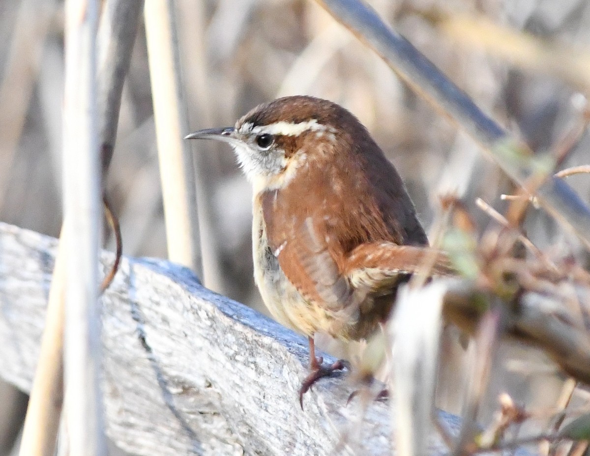 Carolina Wren - ML615369604