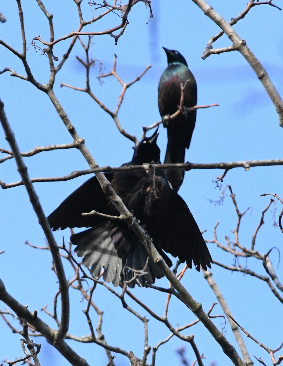 Common Grackle - Nadia Valla