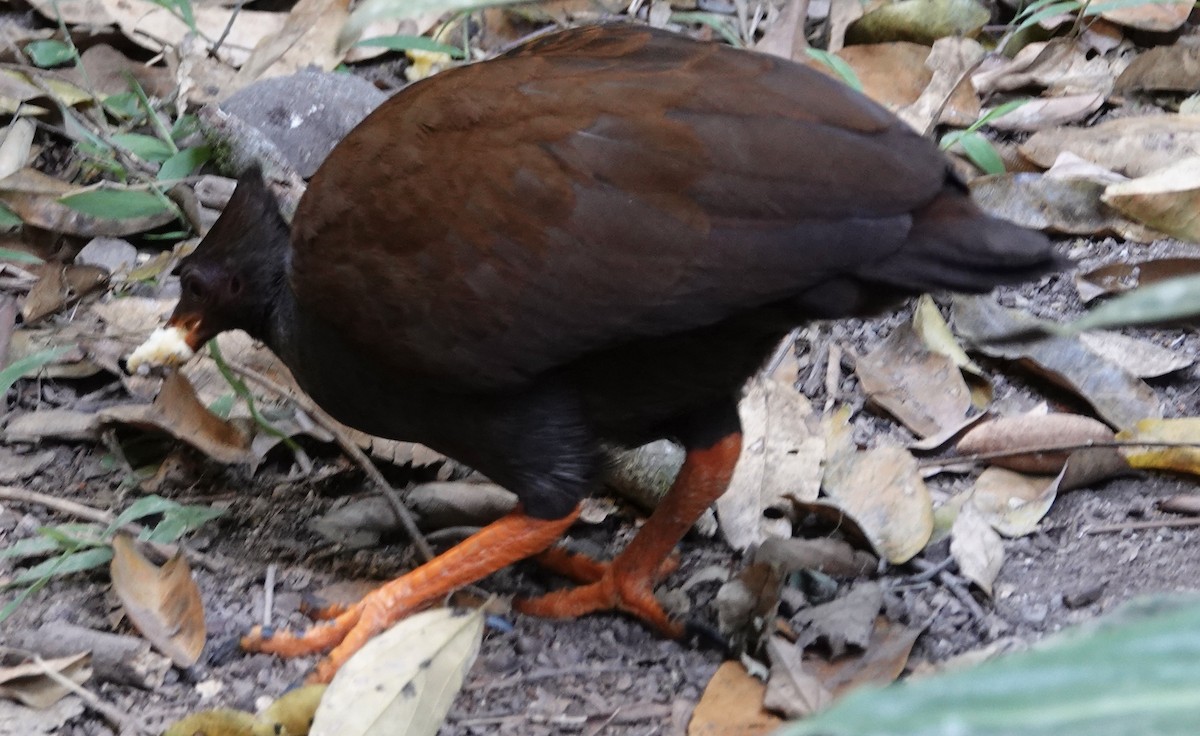 Orange-footed Megapode - ML615369614