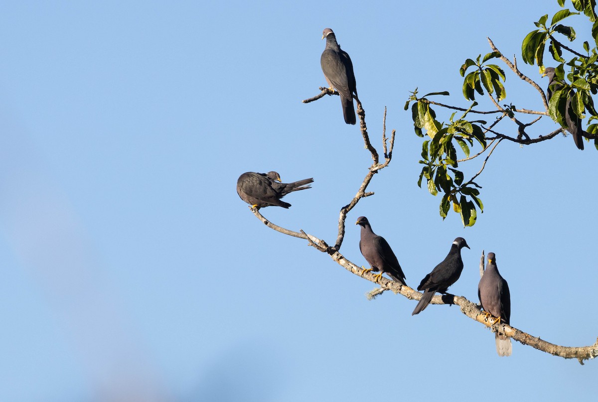 Pigeon à queue barrée (groupe albilinea) - ML615369625