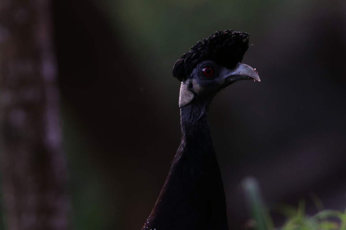 Southern Crested Guineafowl - ML615369657