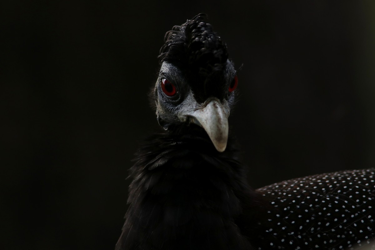 Southern Crested Guineafowl - ML615369658