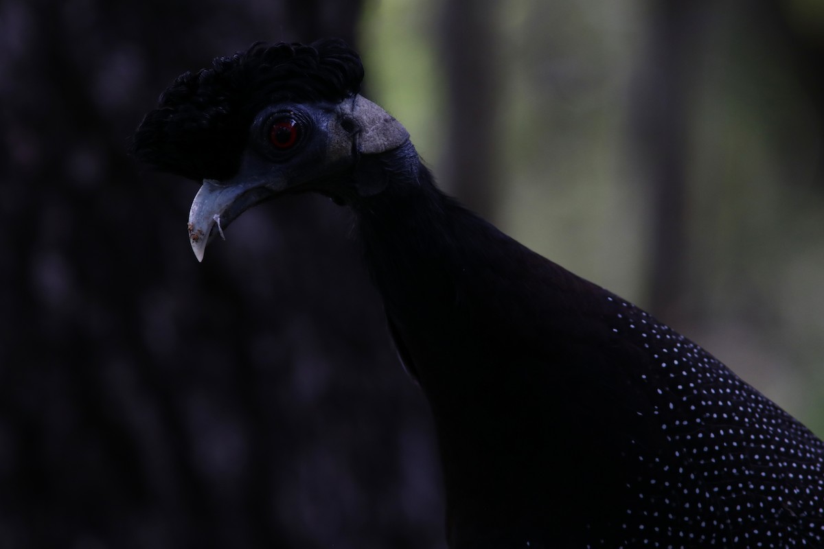 Southern Crested Guineafowl - ML615369659