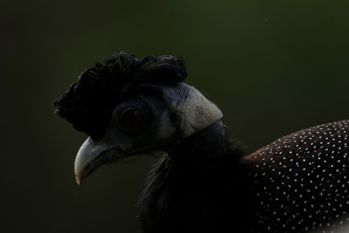 Southern Crested Guineafowl - ML615369660
