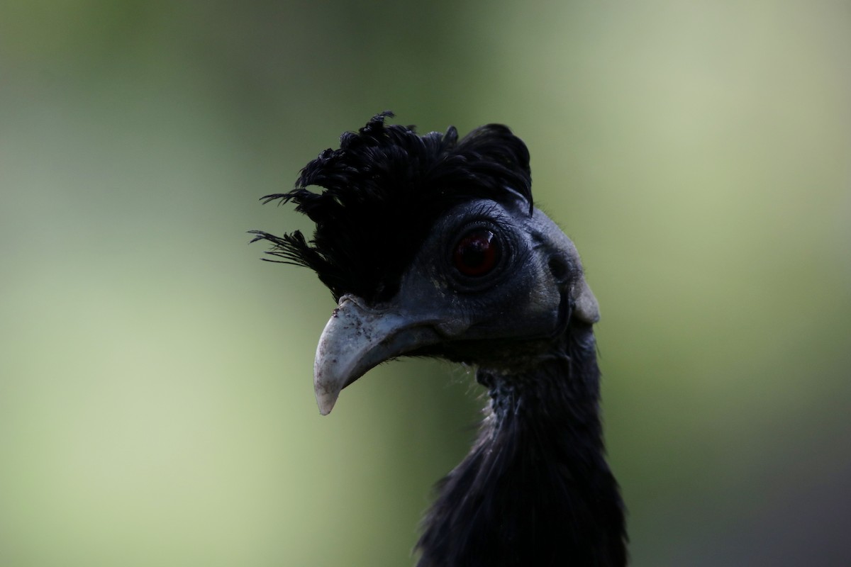 Southern Crested Guineafowl - ML615369662
