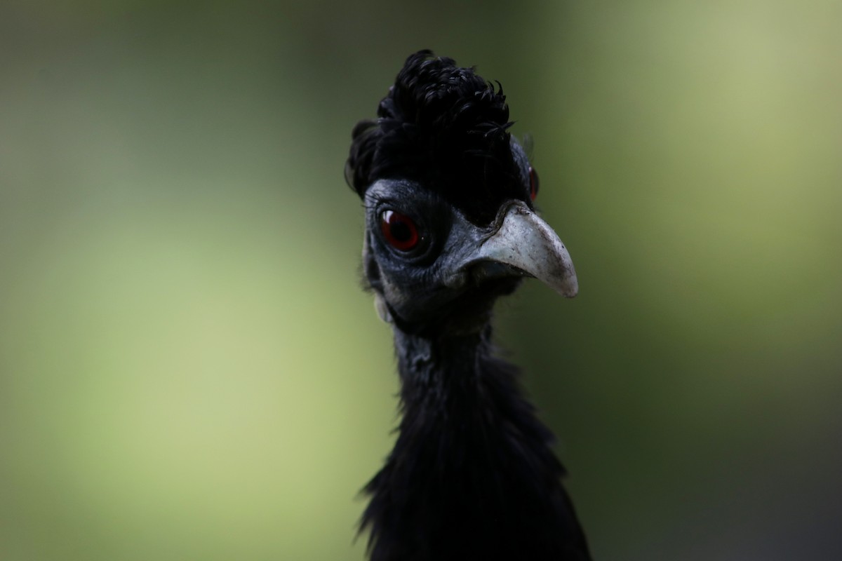 Southern Crested Guineafowl - ML615369663
