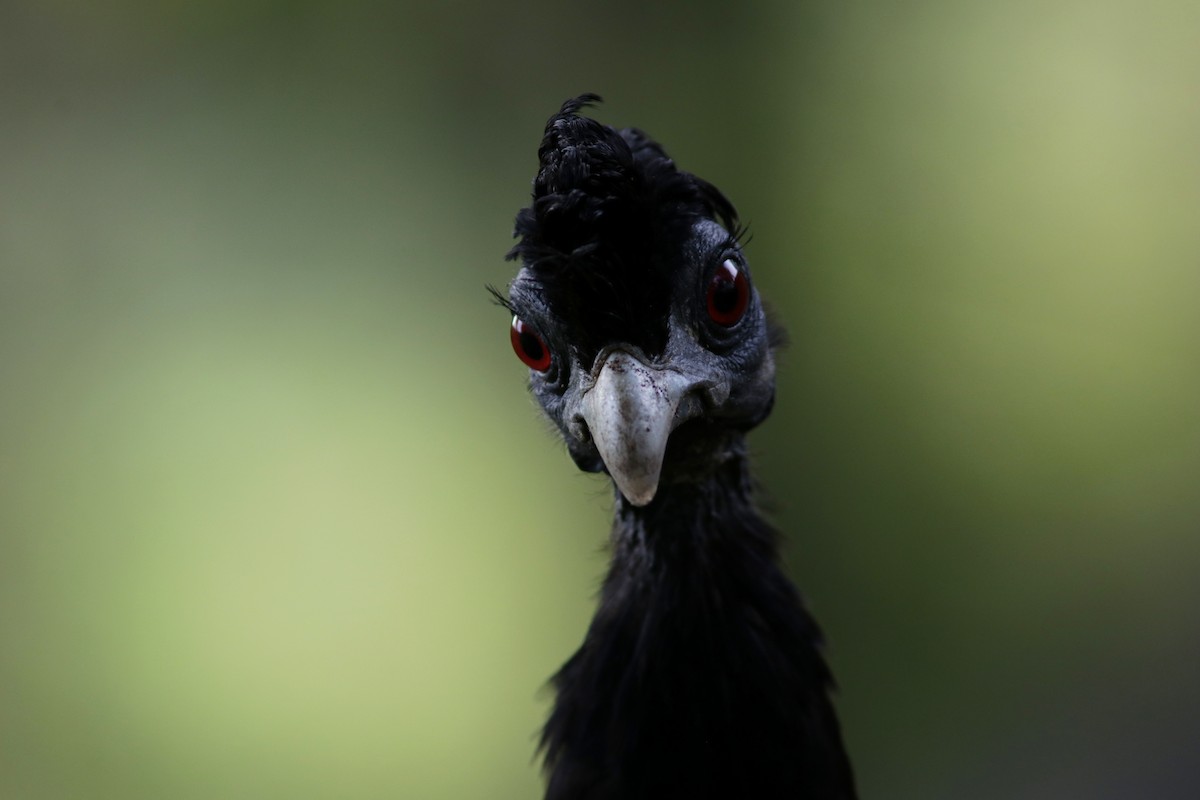 Southern Crested Guineafowl - ML615369664