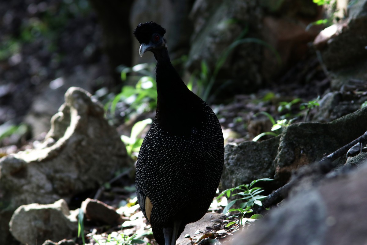 Southern Crested Guineafowl - ML615369665