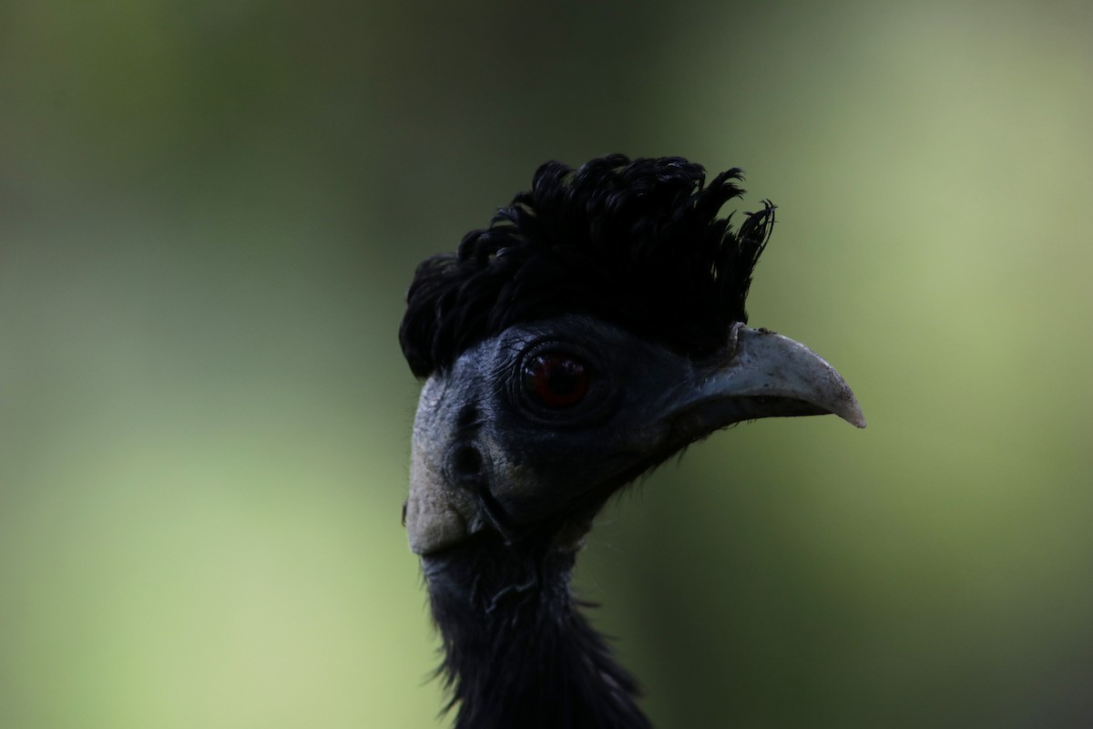 Southern Crested Guineafowl - ML615369666