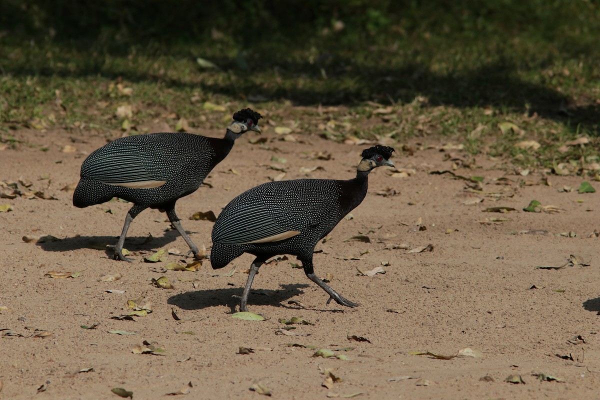 Southern Crested Guineafowl - ML615369669