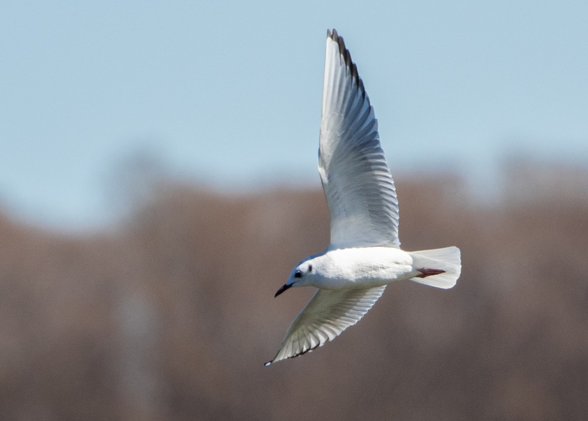 Bonaparte's Gull - ML615369679