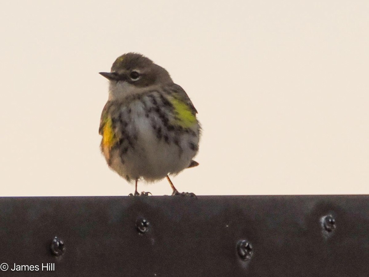 Yellow-rumped Warbler - James Hill
