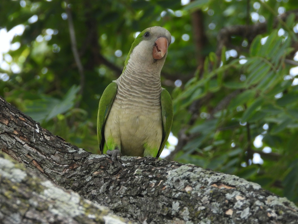 Monk Parakeet - ML615369790