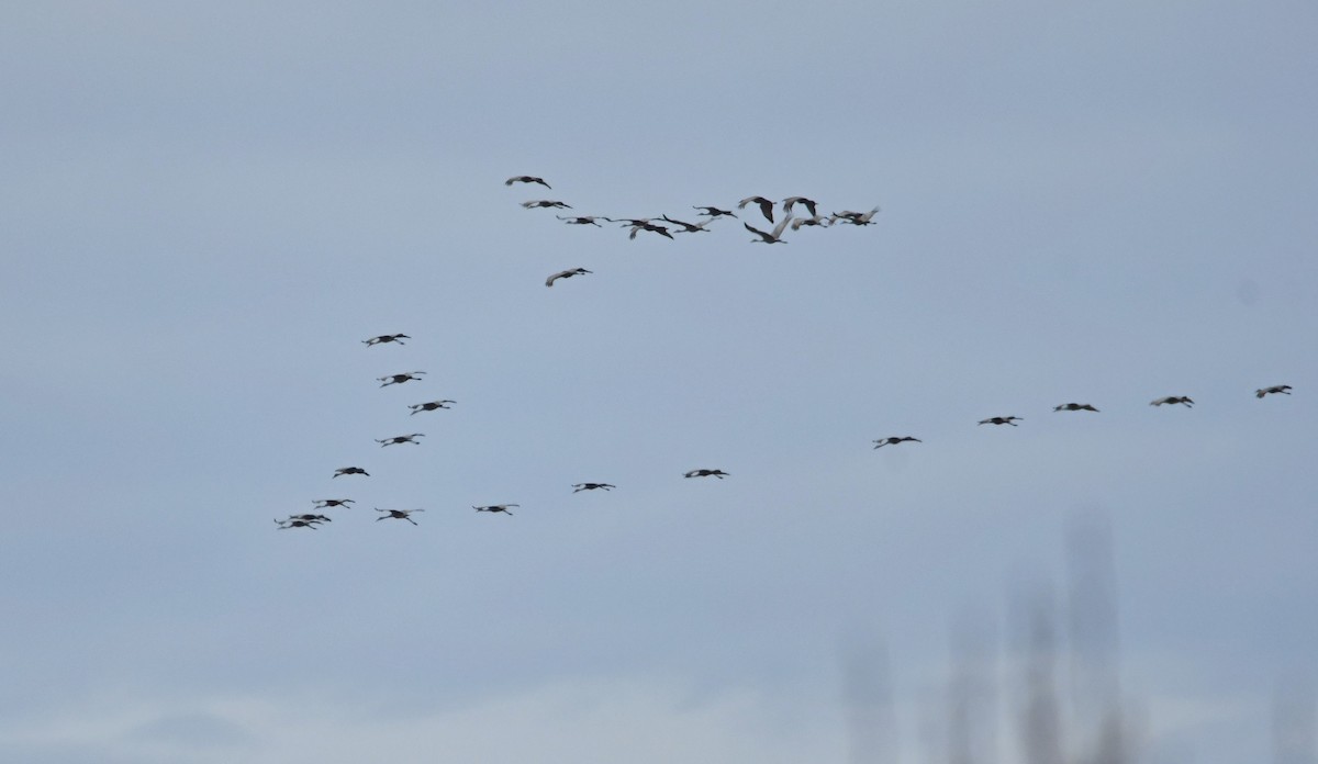 Sandhill Crane - Deanne Hardy