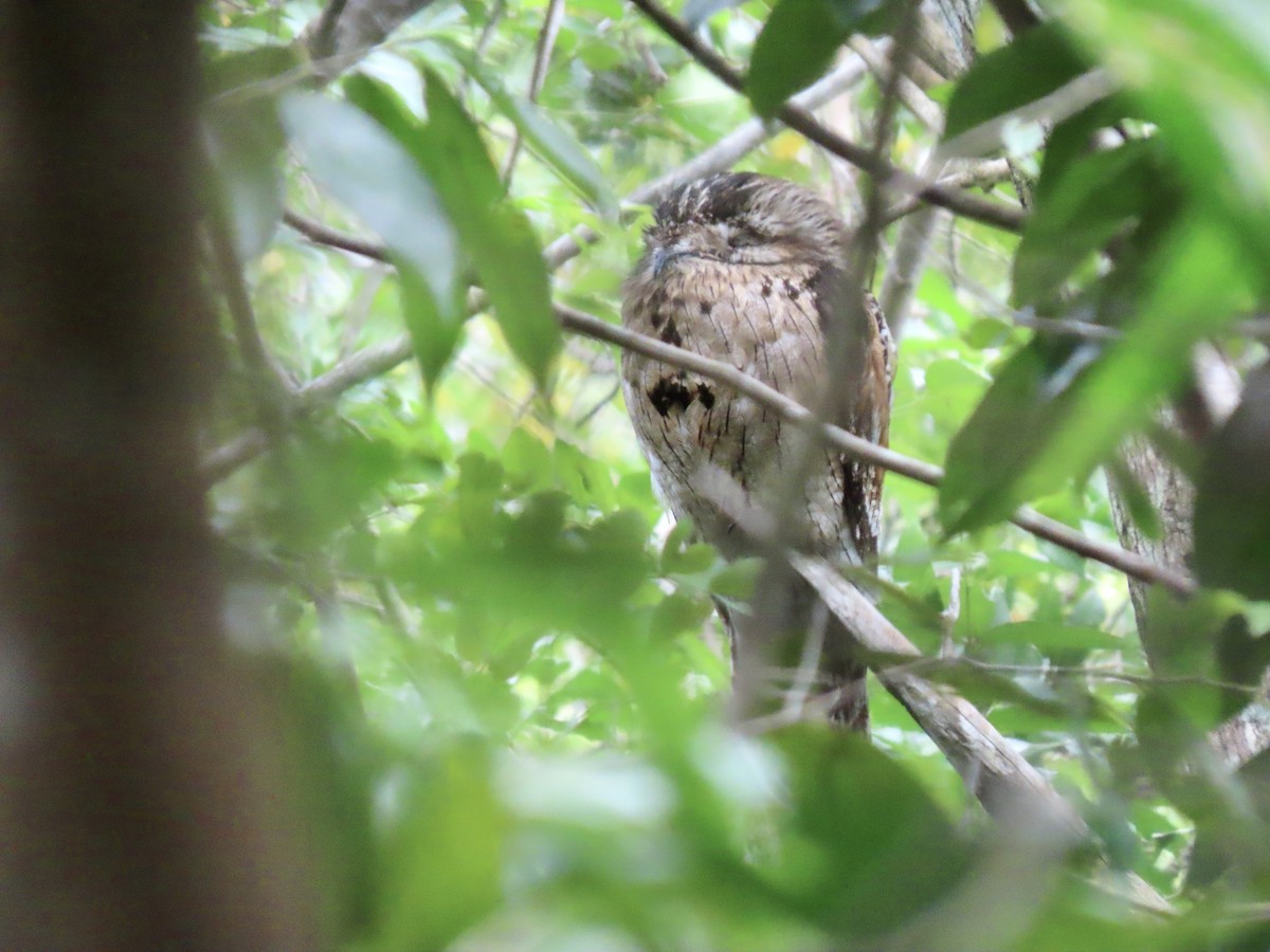 Northern Potoo (Caribbean) - ML615369879