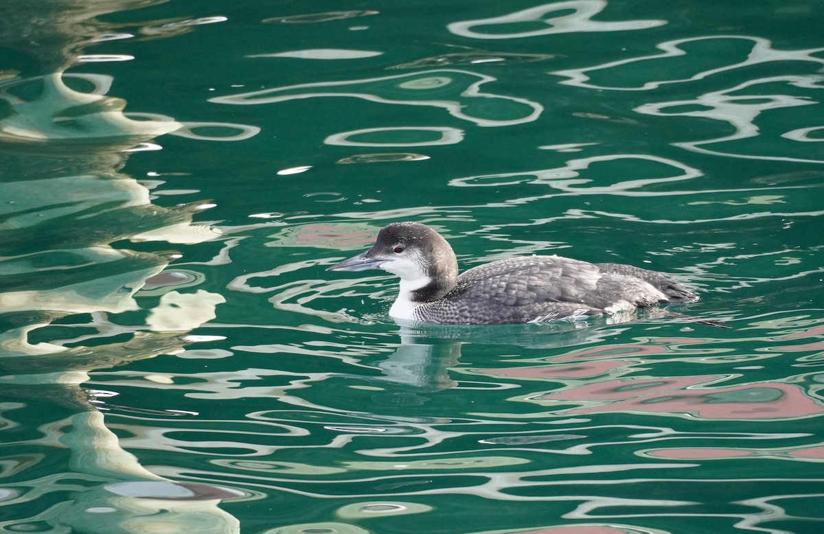 Common Loon - Sarah Foote
