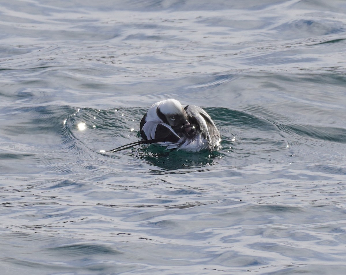 Long-tailed Duck - Sarah Foote