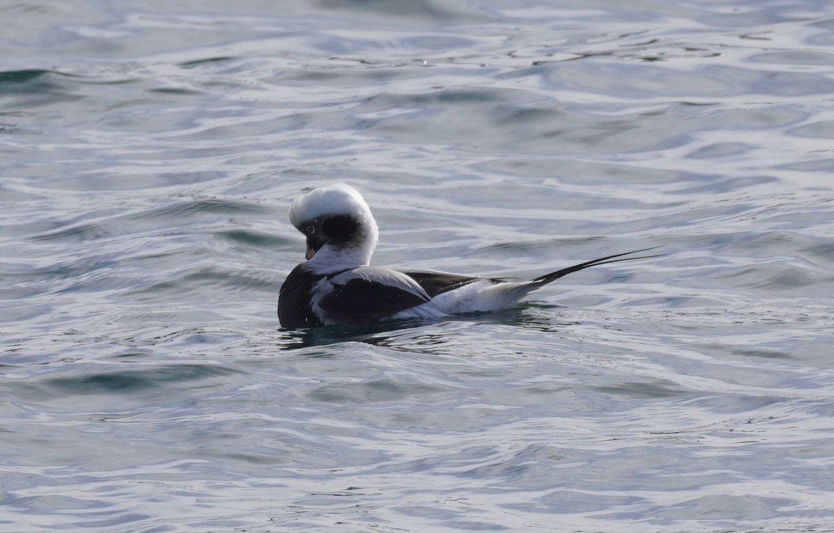 Long-tailed Duck - Sarah Foote