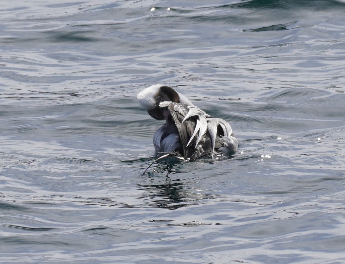 Long-tailed Duck - Sarah Foote