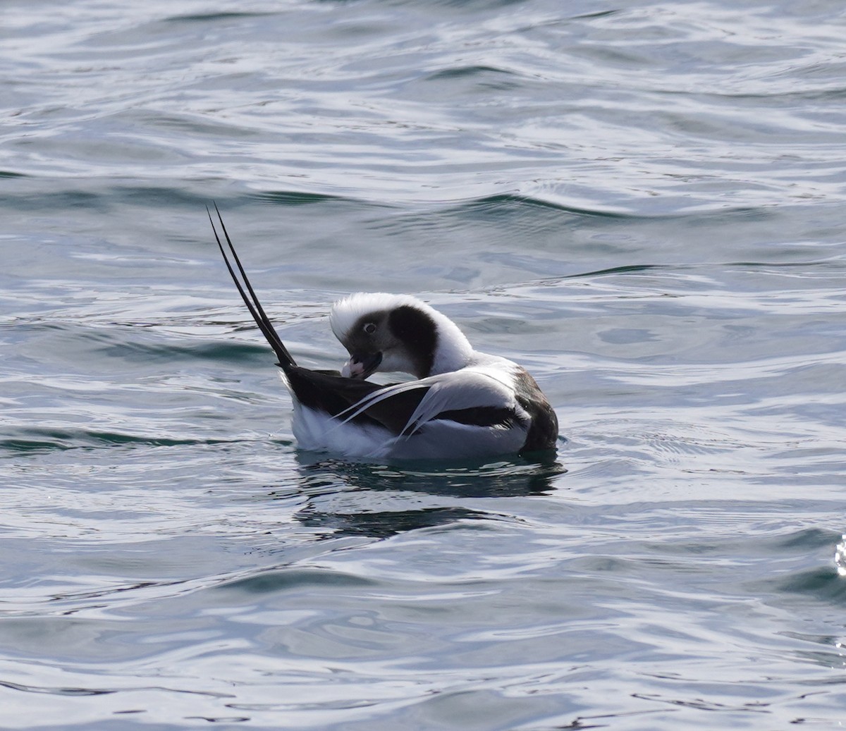 Long-tailed Duck - Sarah Foote