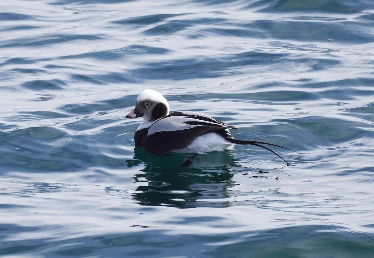 Long-tailed Duck - Sarah Foote