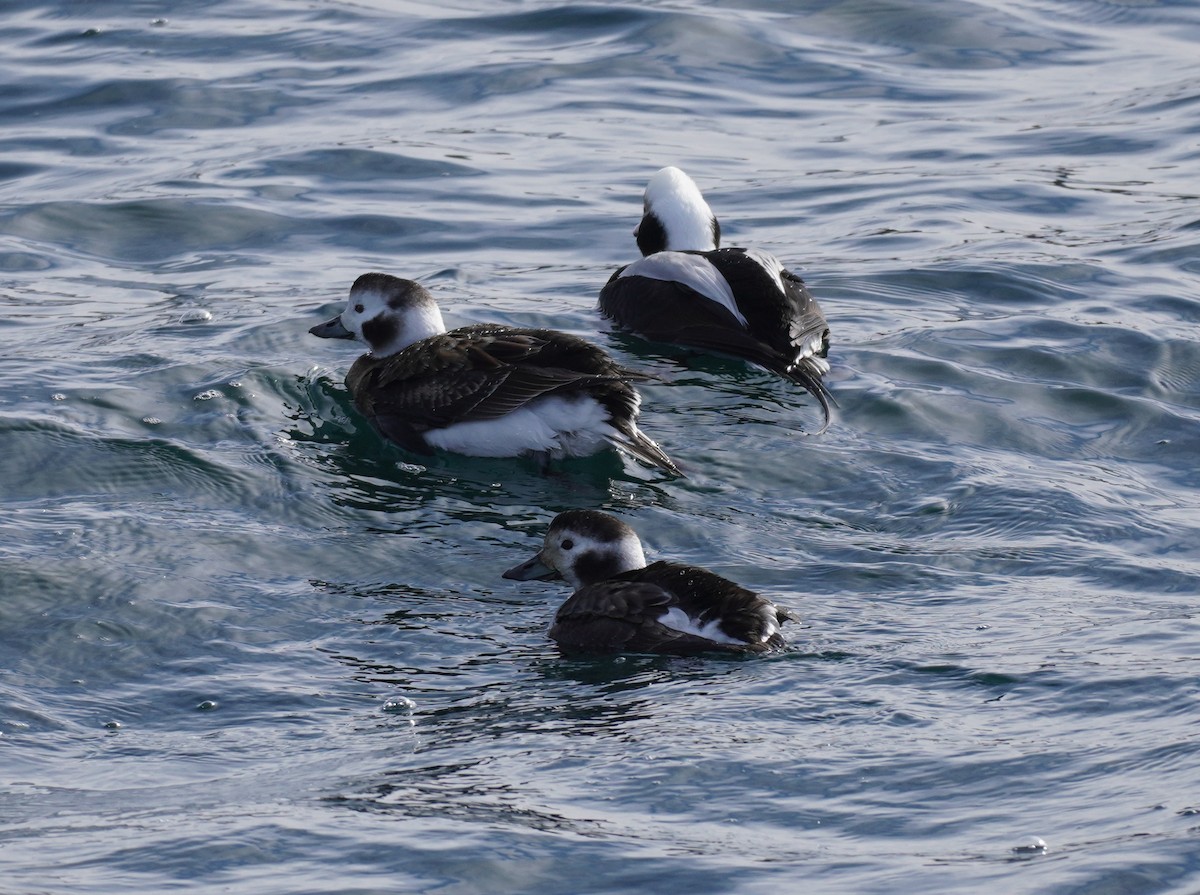 Long-tailed Duck - Sarah Foote