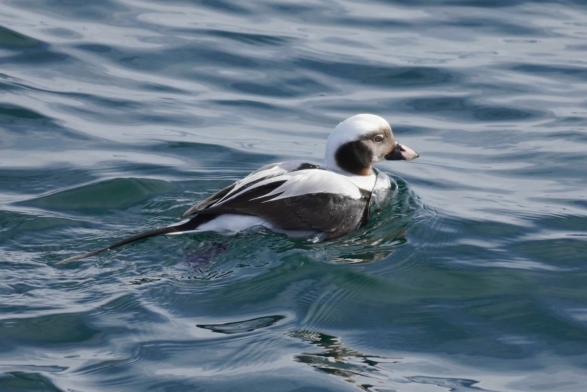 Long-tailed Duck - Sarah Foote