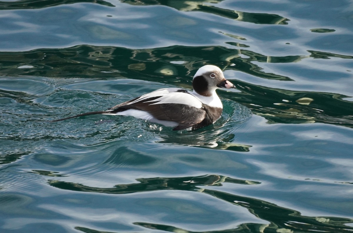 Long-tailed Duck - Sarah Foote