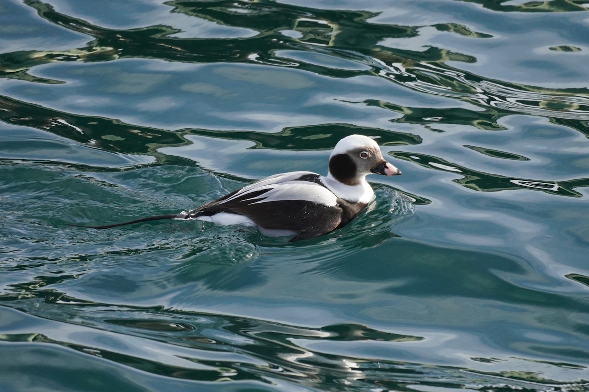 Long-tailed Duck - Sarah Foote