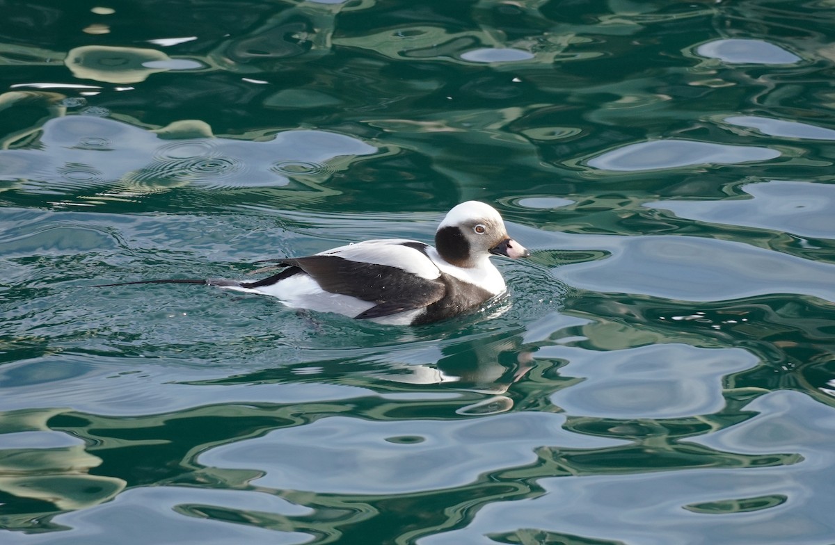 Long-tailed Duck - Sarah Foote