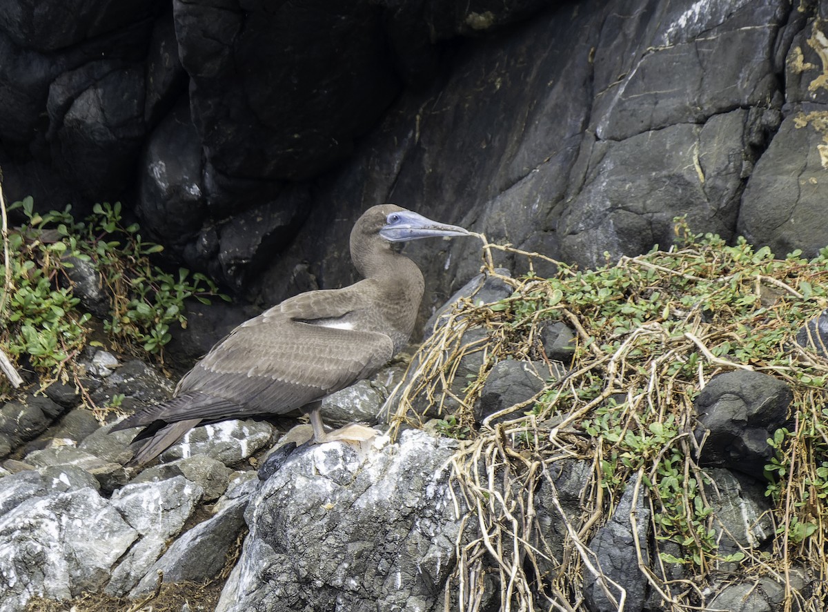 Brown Booby - Blythe Nilson