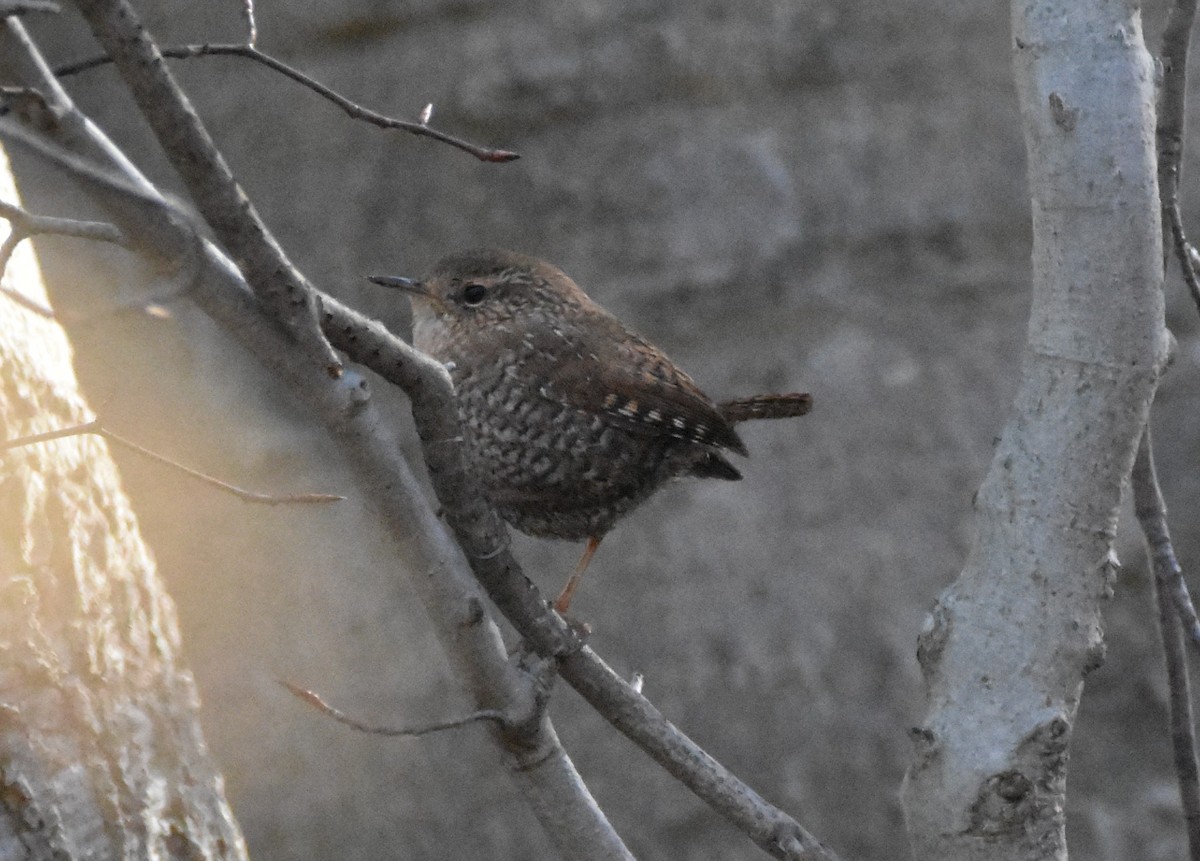 Winter Wren - ML615369948