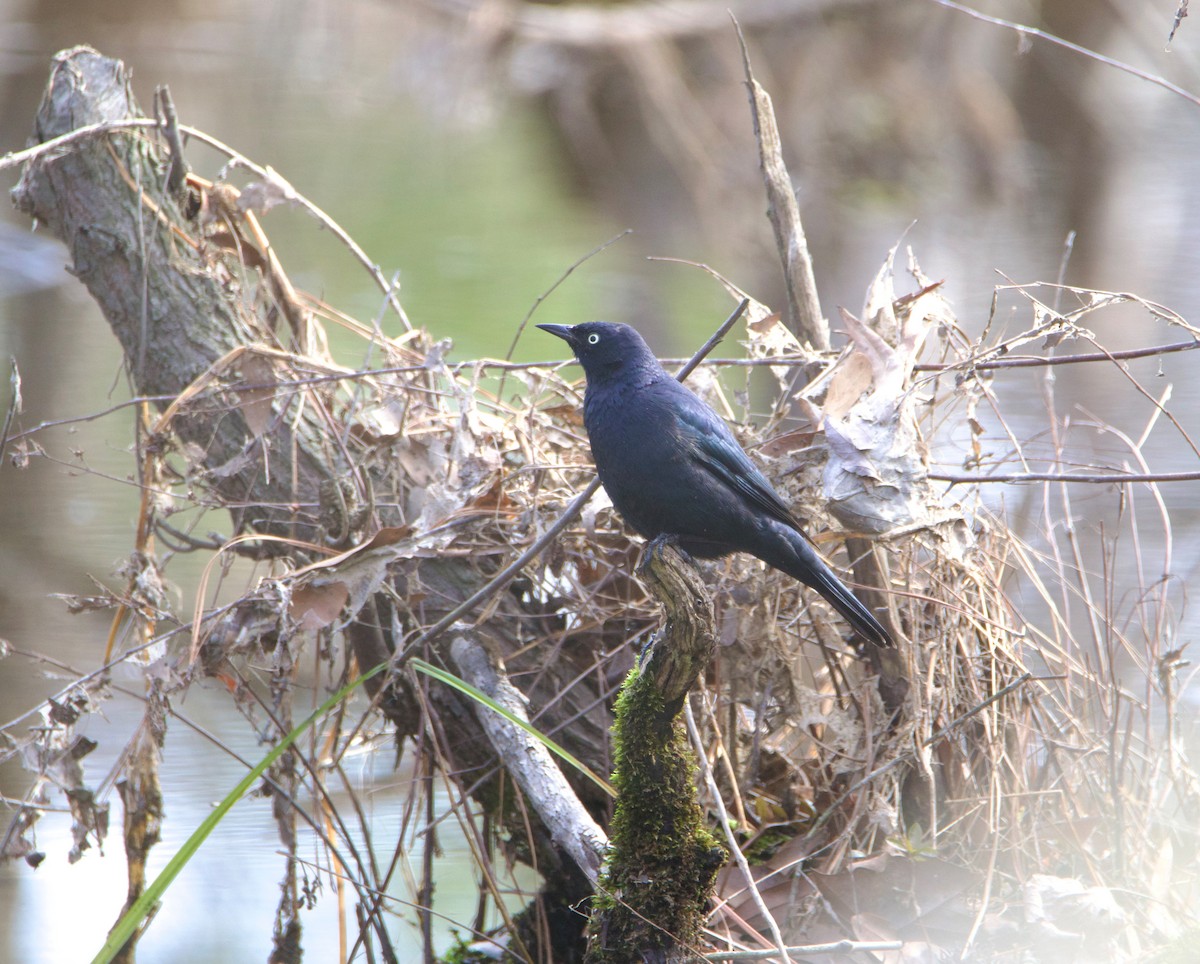 Rusty Blackbird - ML615369956