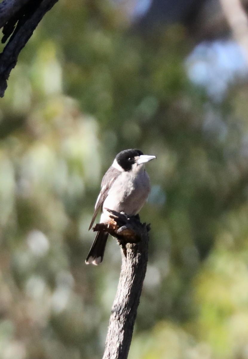 Gray Butcherbird - ML615370011