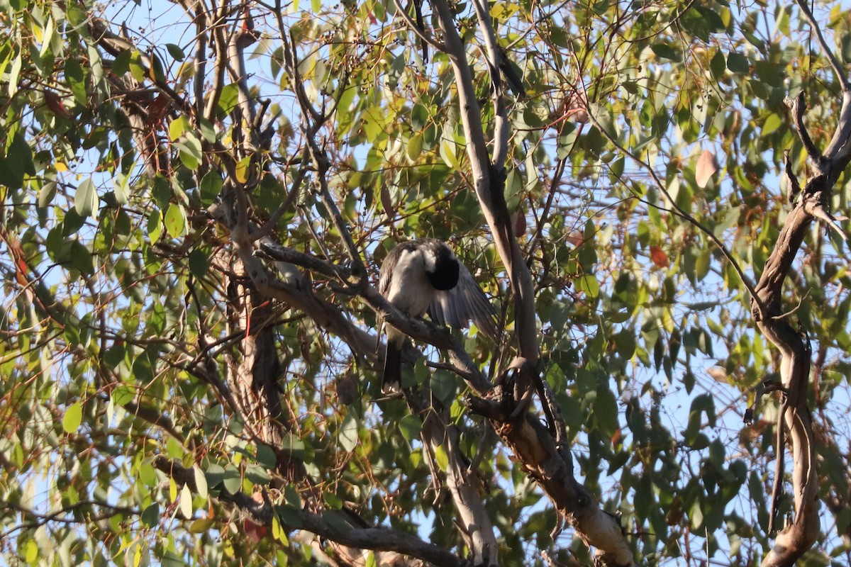 Gray Butcherbird - ML615370015