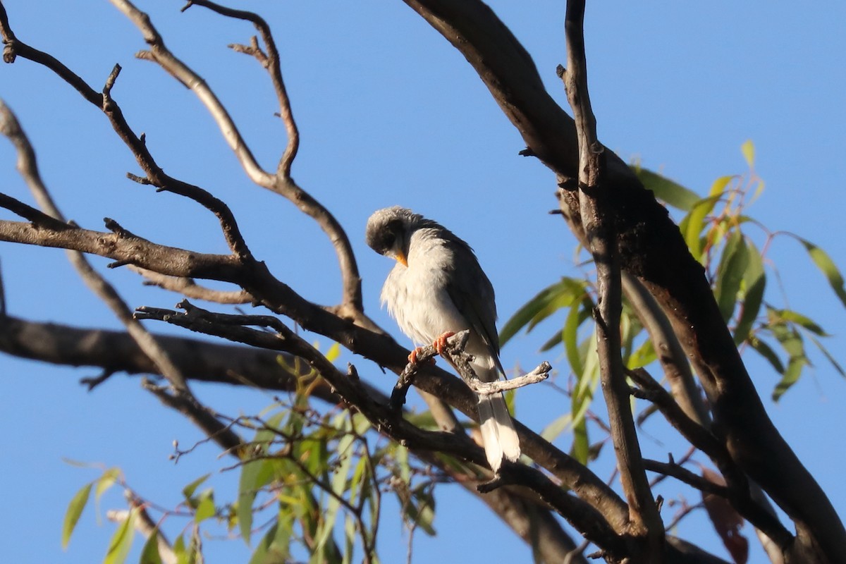 Noisy Miner - ML615370020