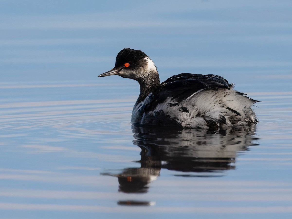 Eared Grebe - ML615370031