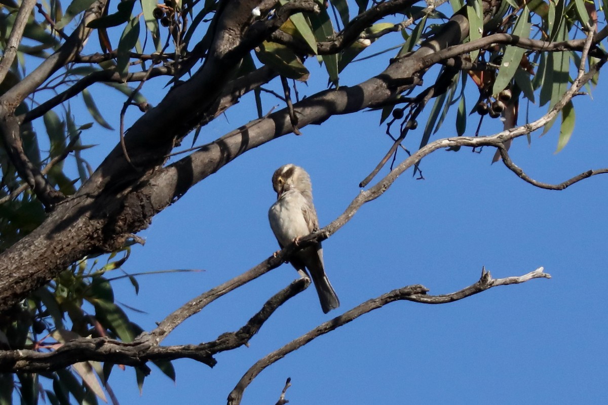 Brown-headed Honeyeater - Henry Burton