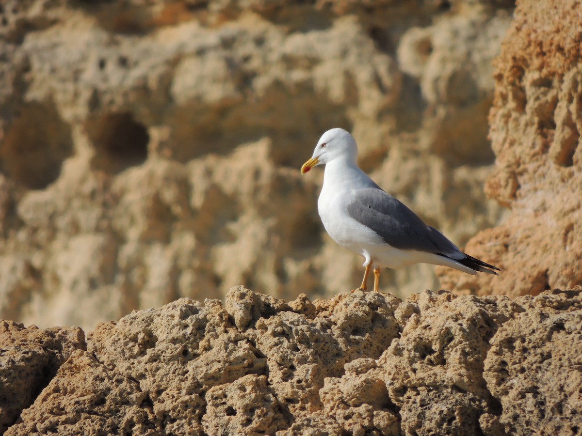 Gaviota Patiamarilla - ML615370050