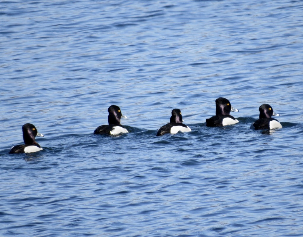 Ring-necked Duck - ML615370061