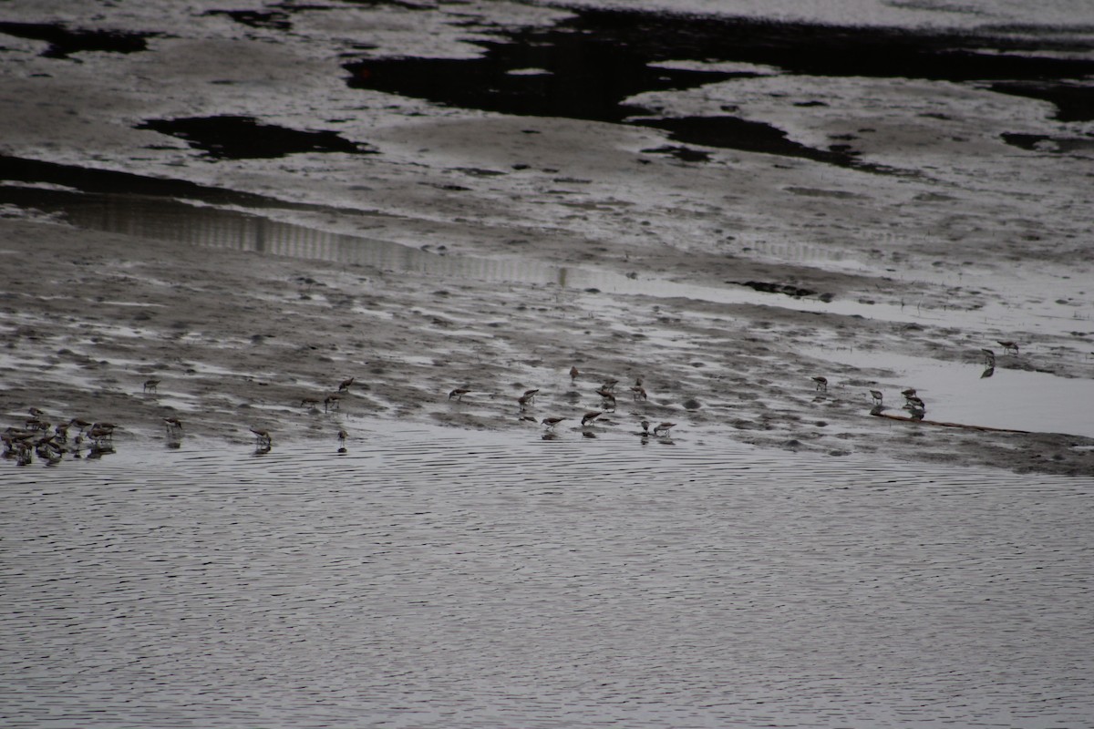 Western Sandpiper - ML615370075