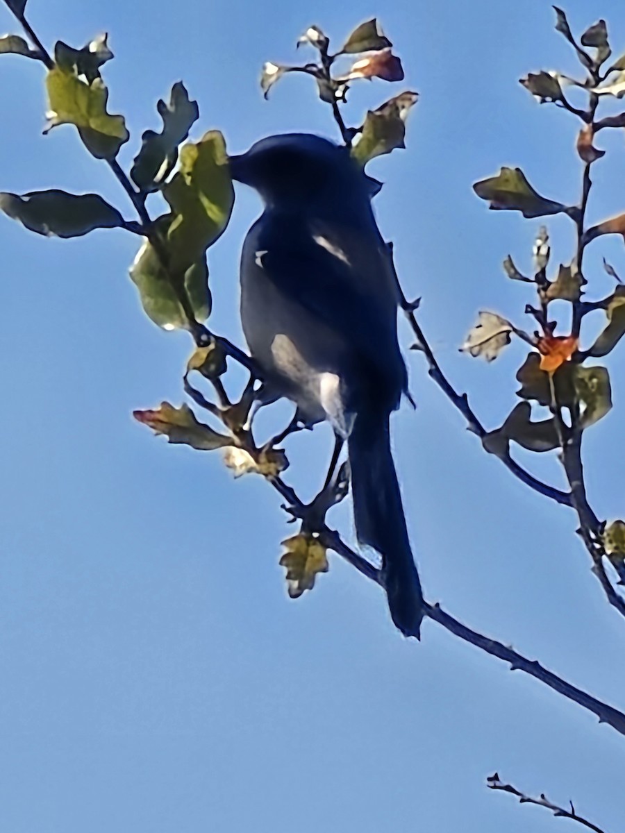 Florida Scrub-Jay - ML615370086