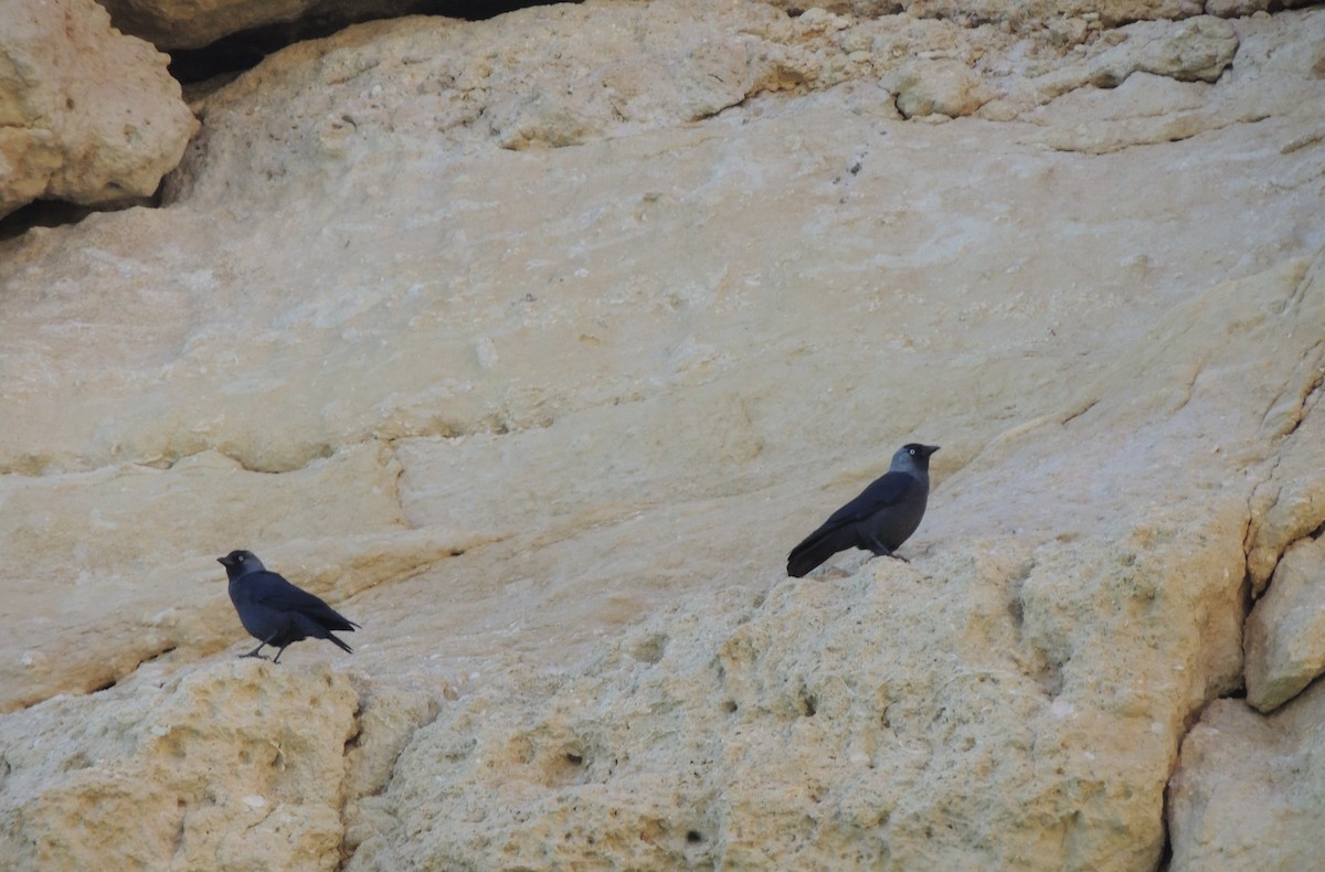 Eurasian Jackdaw - Grant McKercher