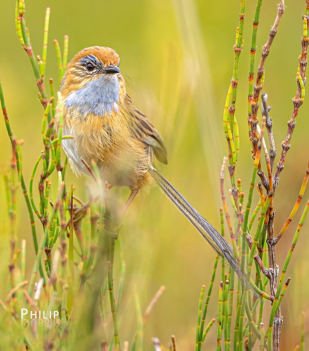 Southern Emuwren - ML615370175