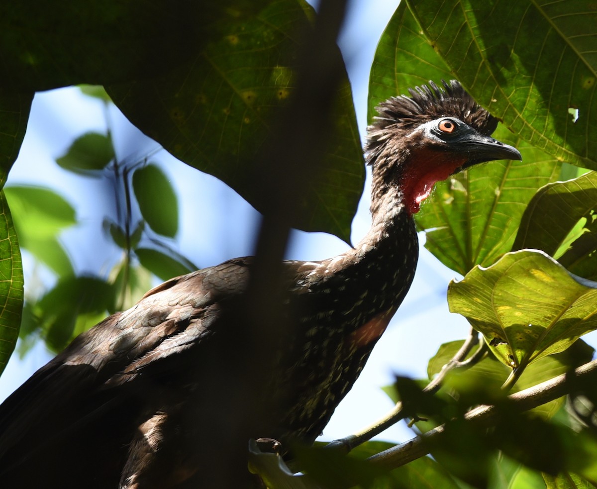 Crested Guan - ML615370179