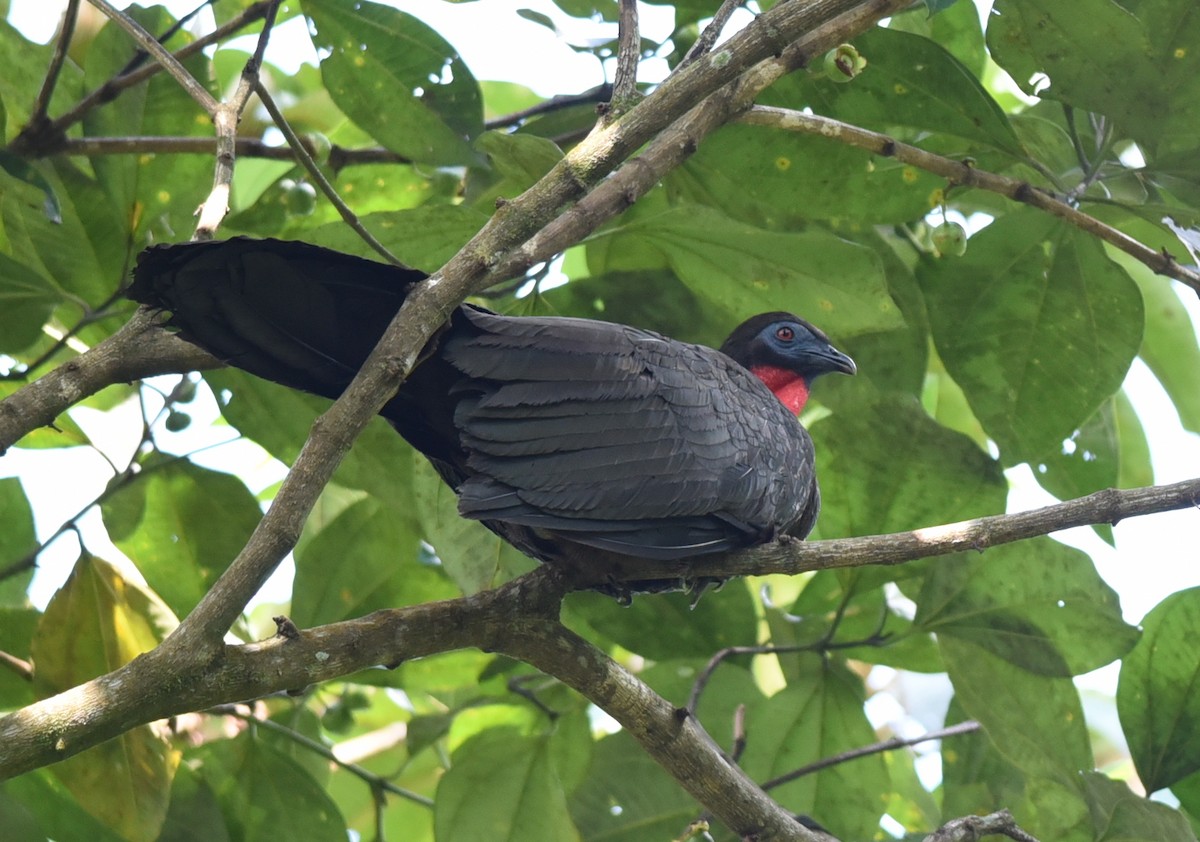 Crested Guan - ML615370180