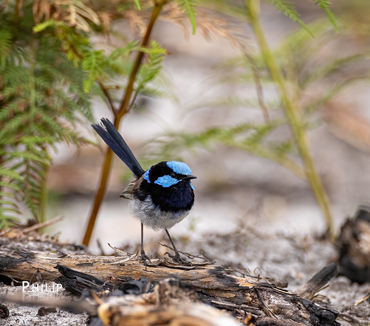 Superb Fairywren - ML615370194