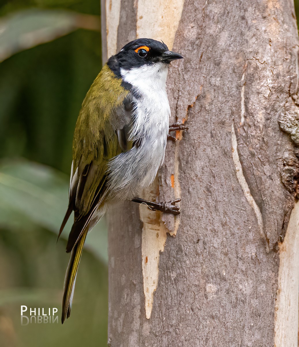 White-naped Honeyeater - ML615370202